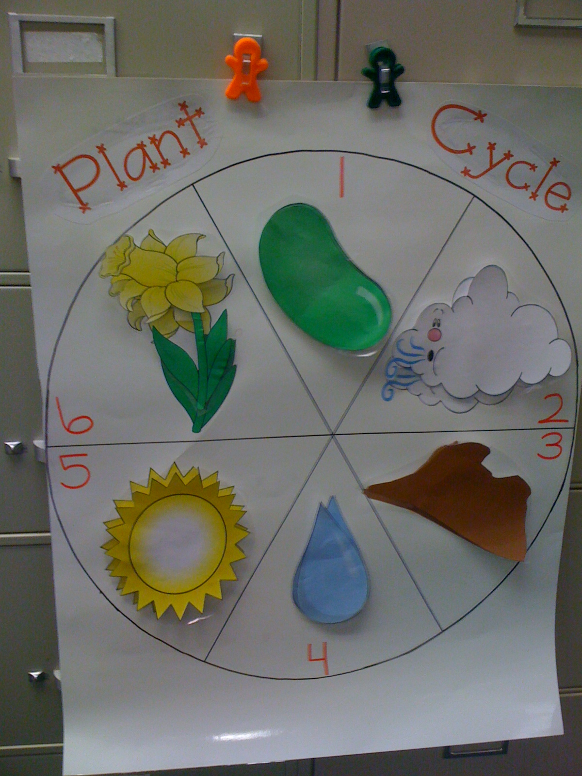 plant life cycle clipart - photo #48
